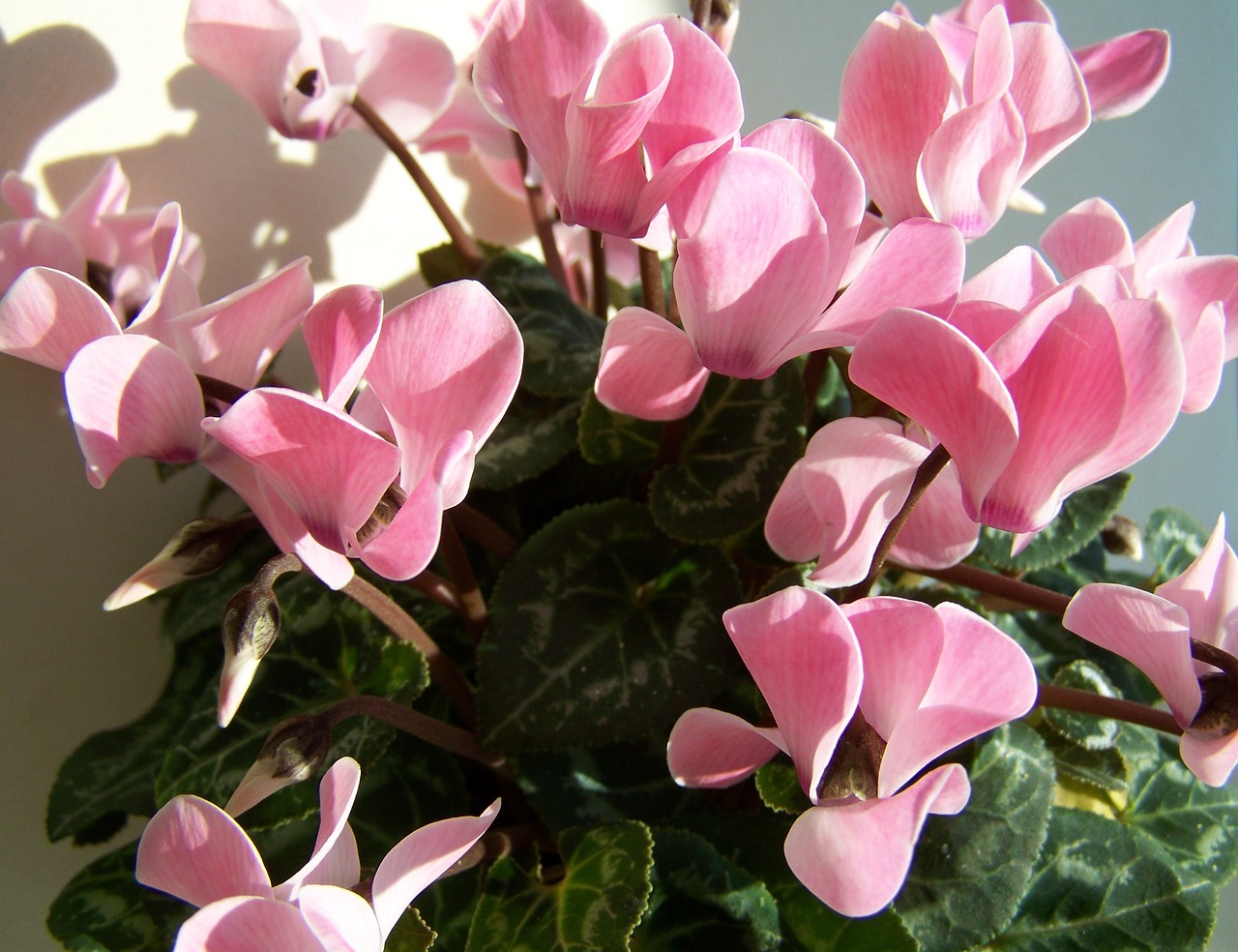 cyclamen pink potted plant free photo