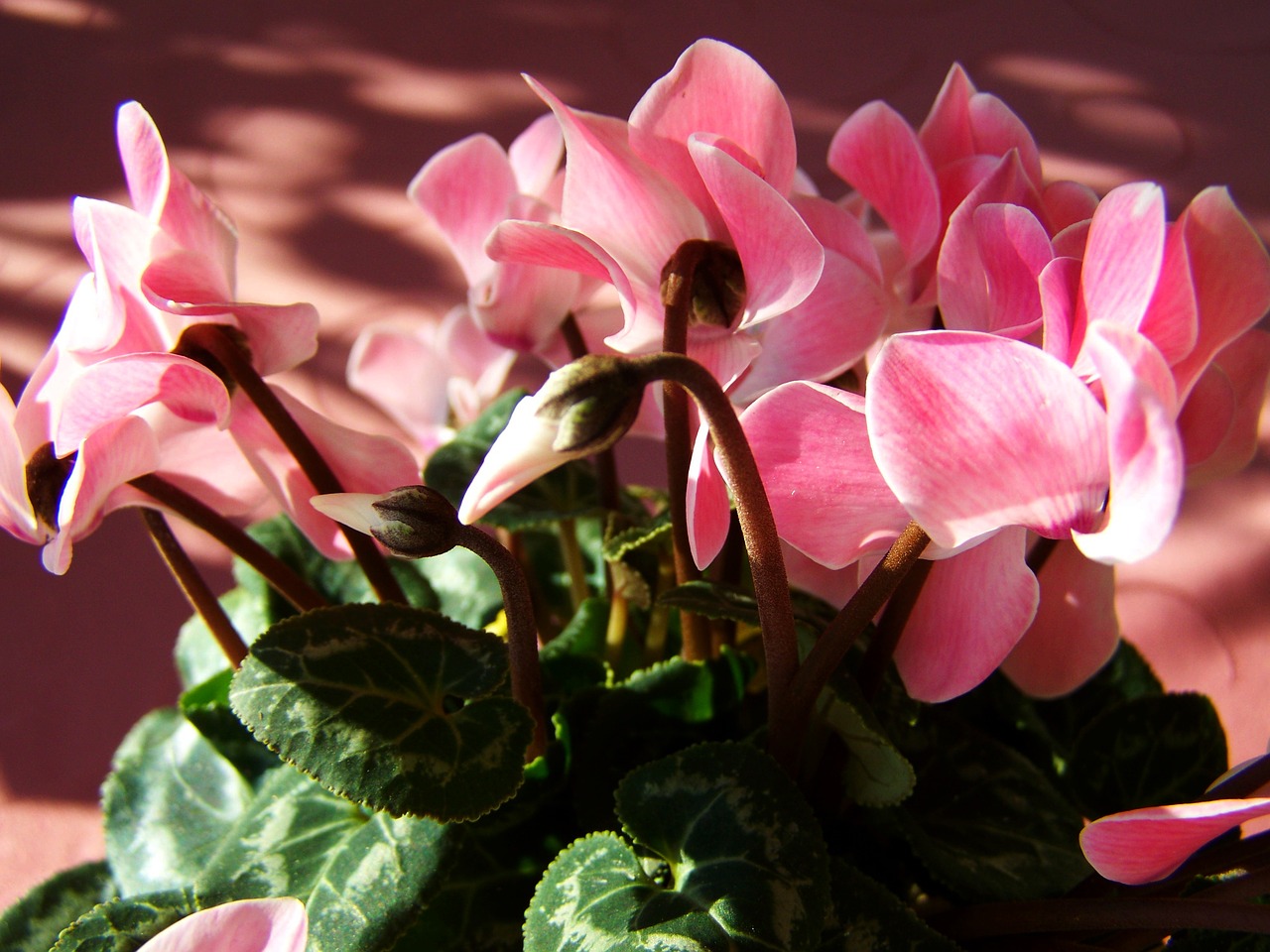 cyclamen pink potted plant free photo