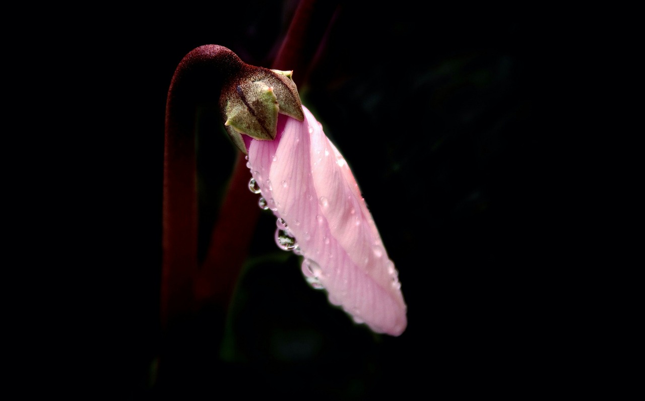 cyclamen drops rain free photo