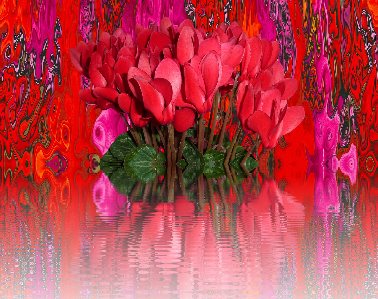 cyclamen flowers red free photo