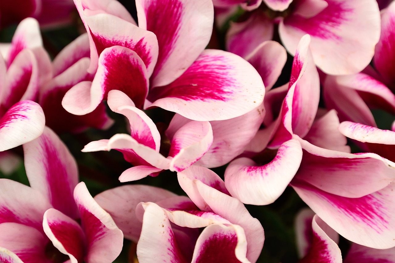 cyclamen flower pink free photo