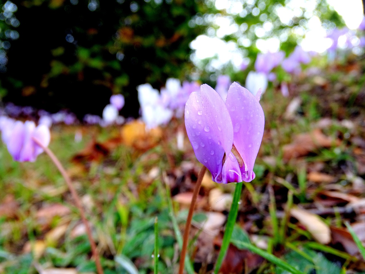 cyclamen flower how to feel the heat free photo