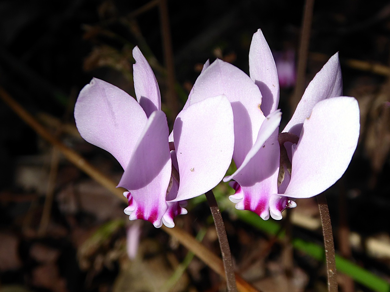 cyclamen flower pink free photo