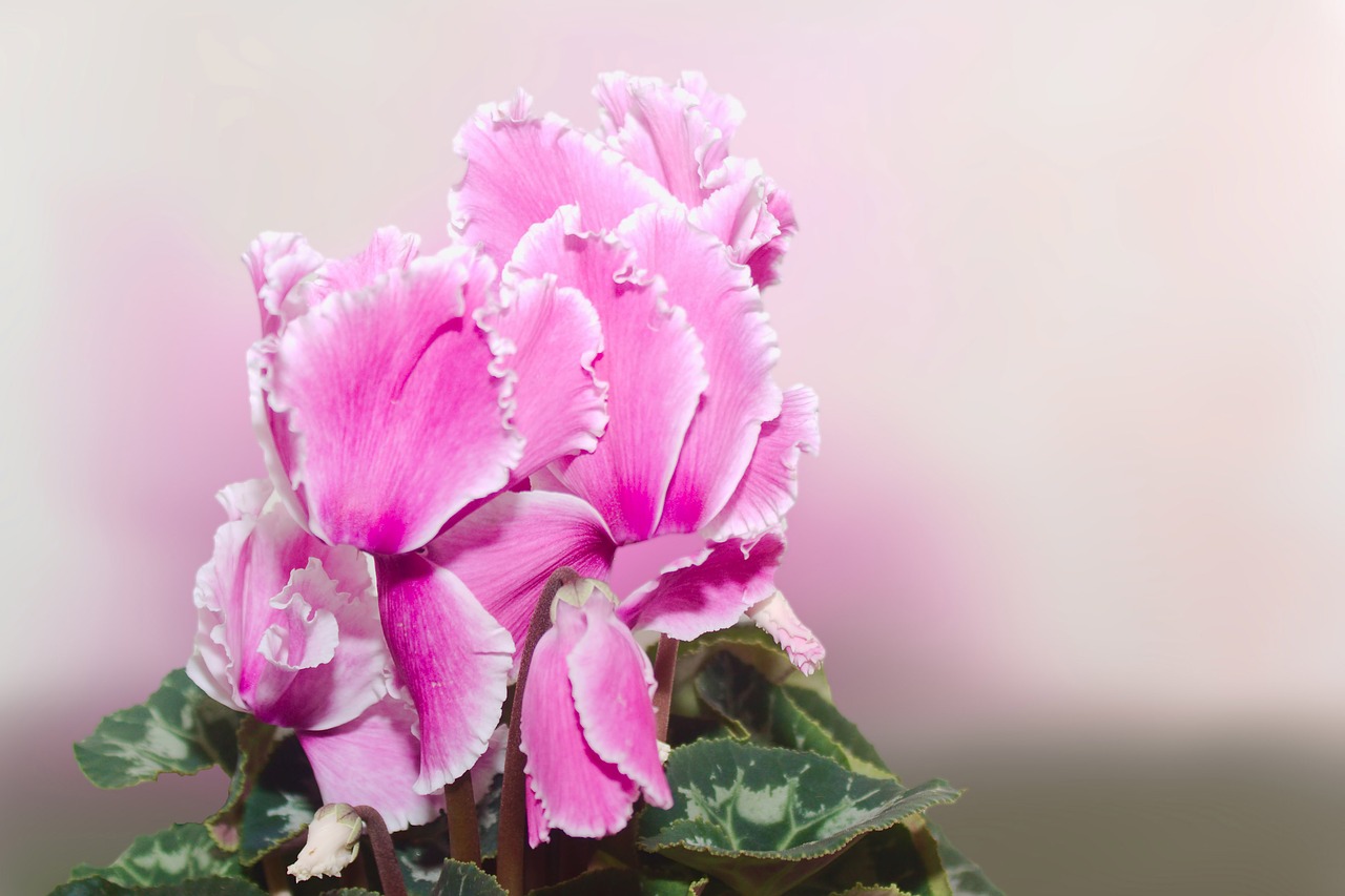 cyclamen cyclame blossom free photo