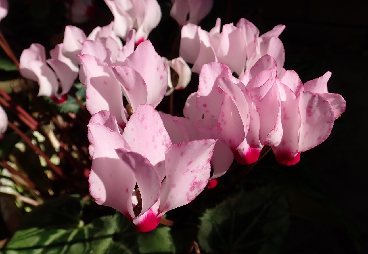 cyclamen  potted  plant free photo