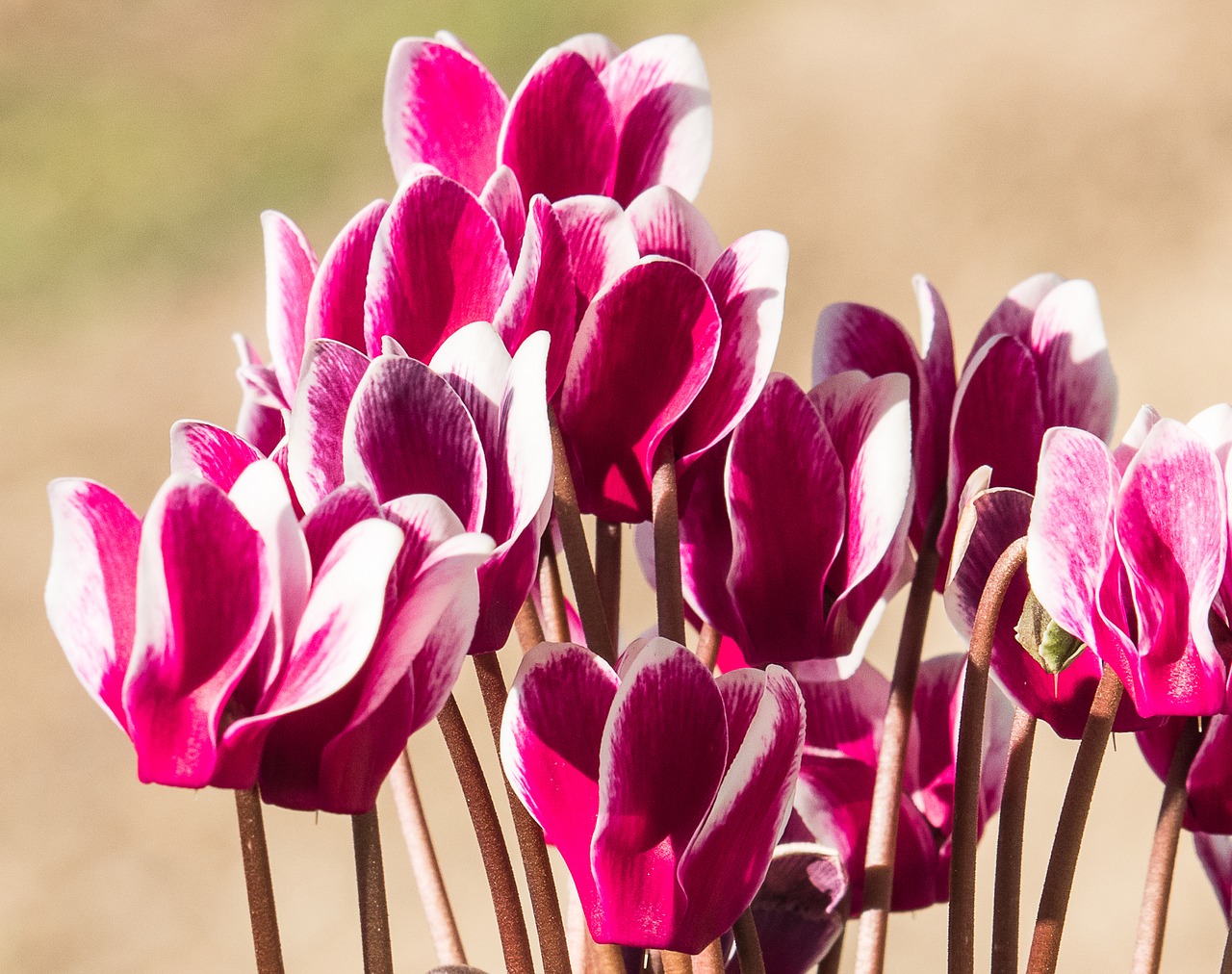 cyclamen  flower  plant free photo