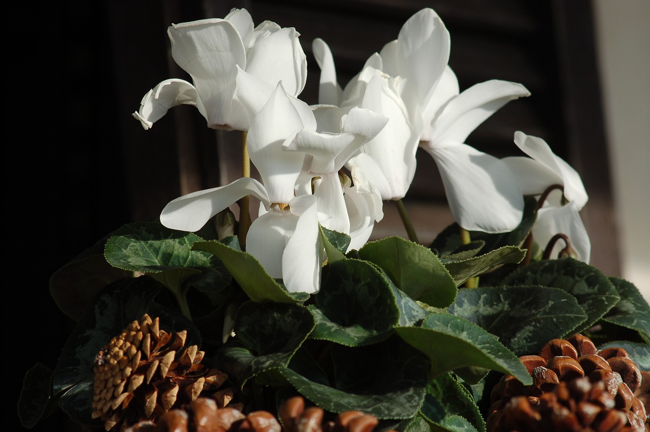 cyclamen  white flowers  flowers free photo