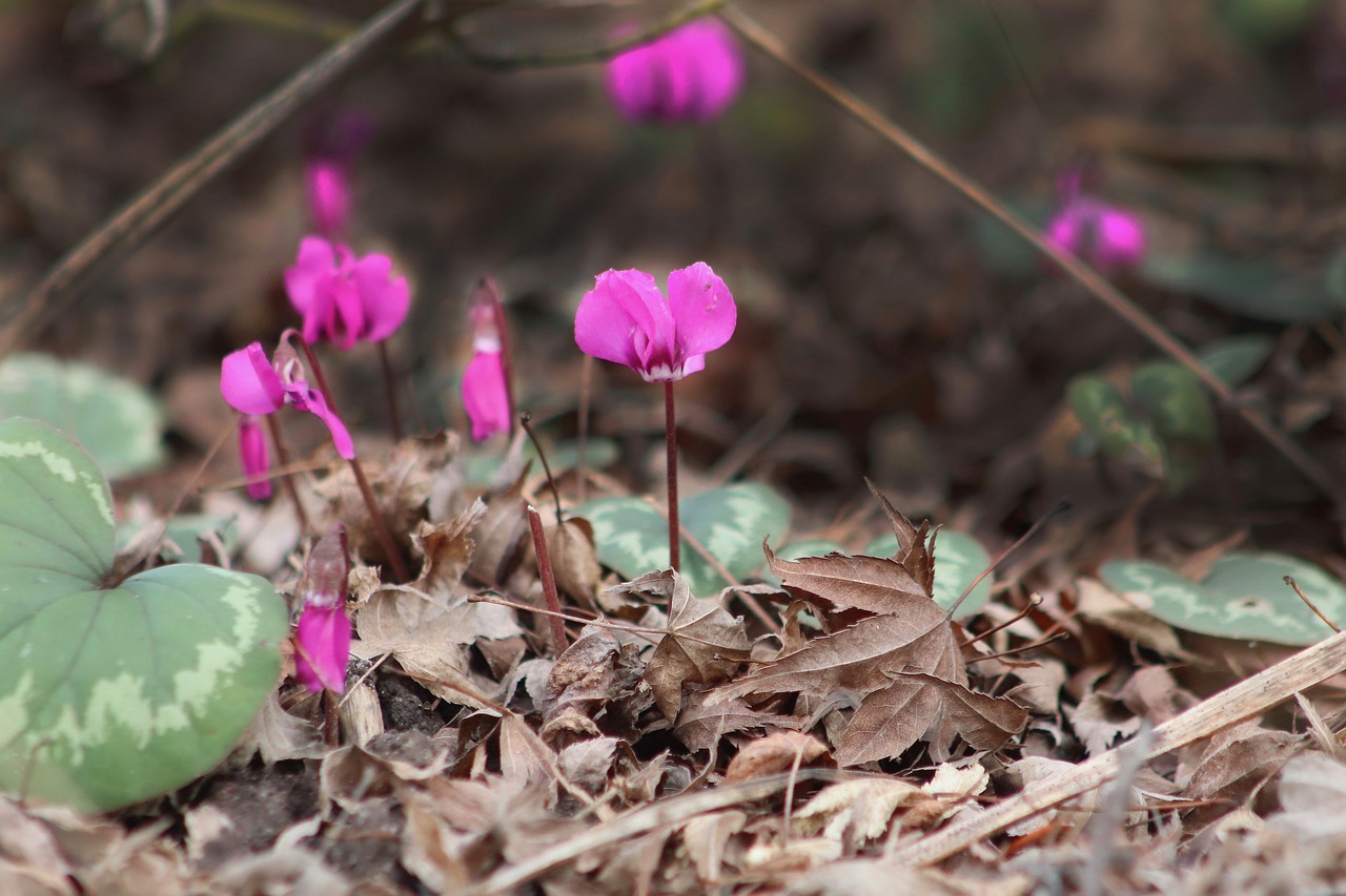 cyclamen  flowers  forest floor free photo