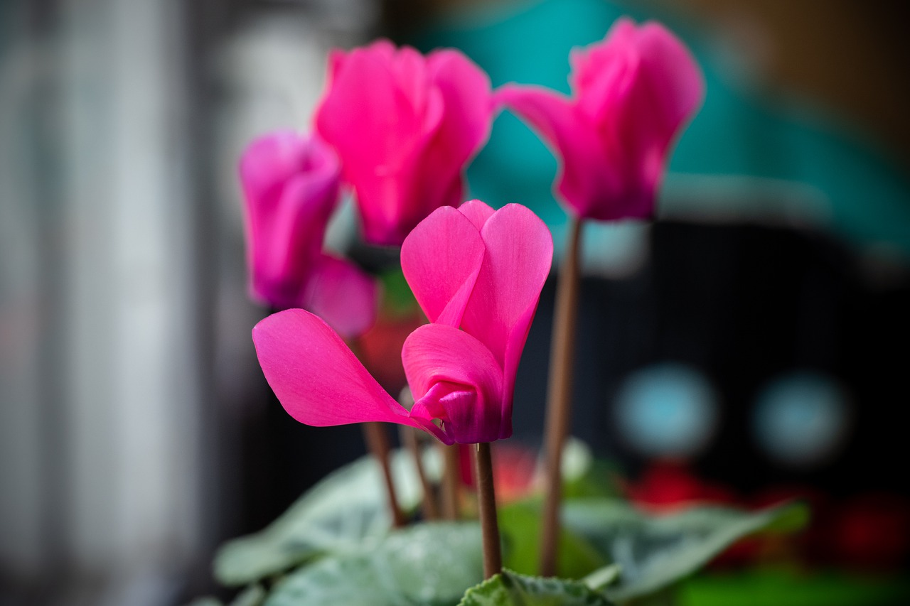 cyclamen  flower  pink free photo