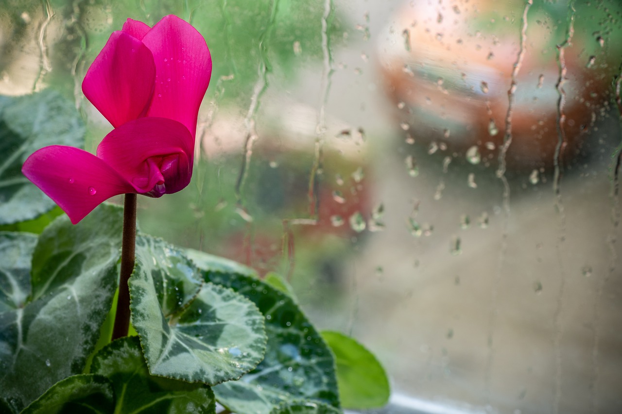 cyclamen  flower  pink free photo