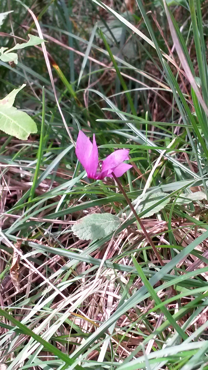 cyclamen color purple pink free photo