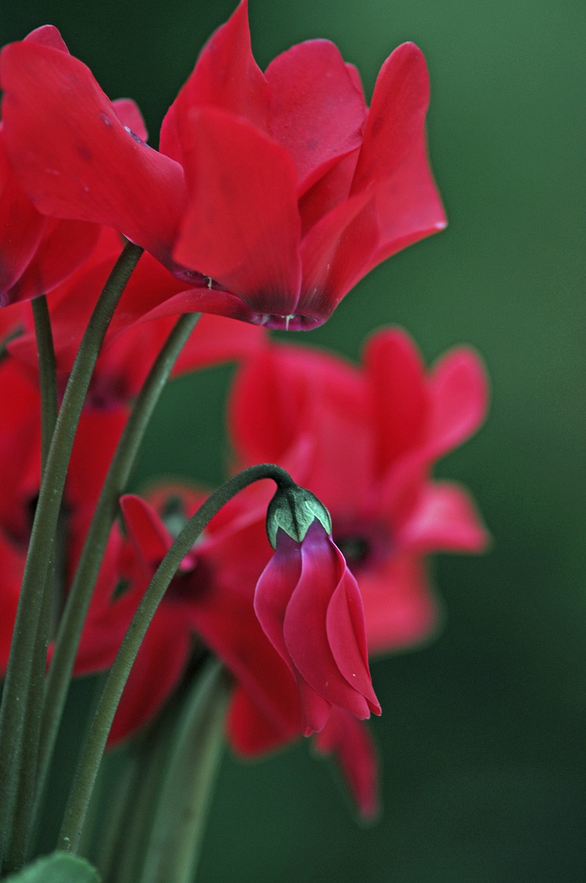 cyclamen flower red free photo