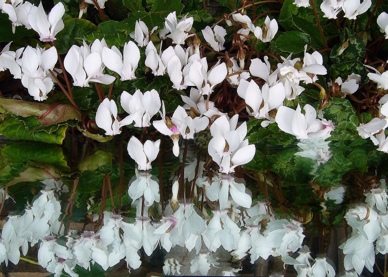 cyclamen reflections flower free photo