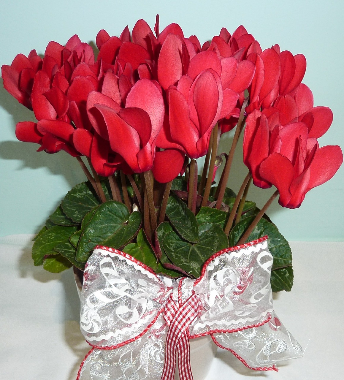 cyclamen red flower flower free photo