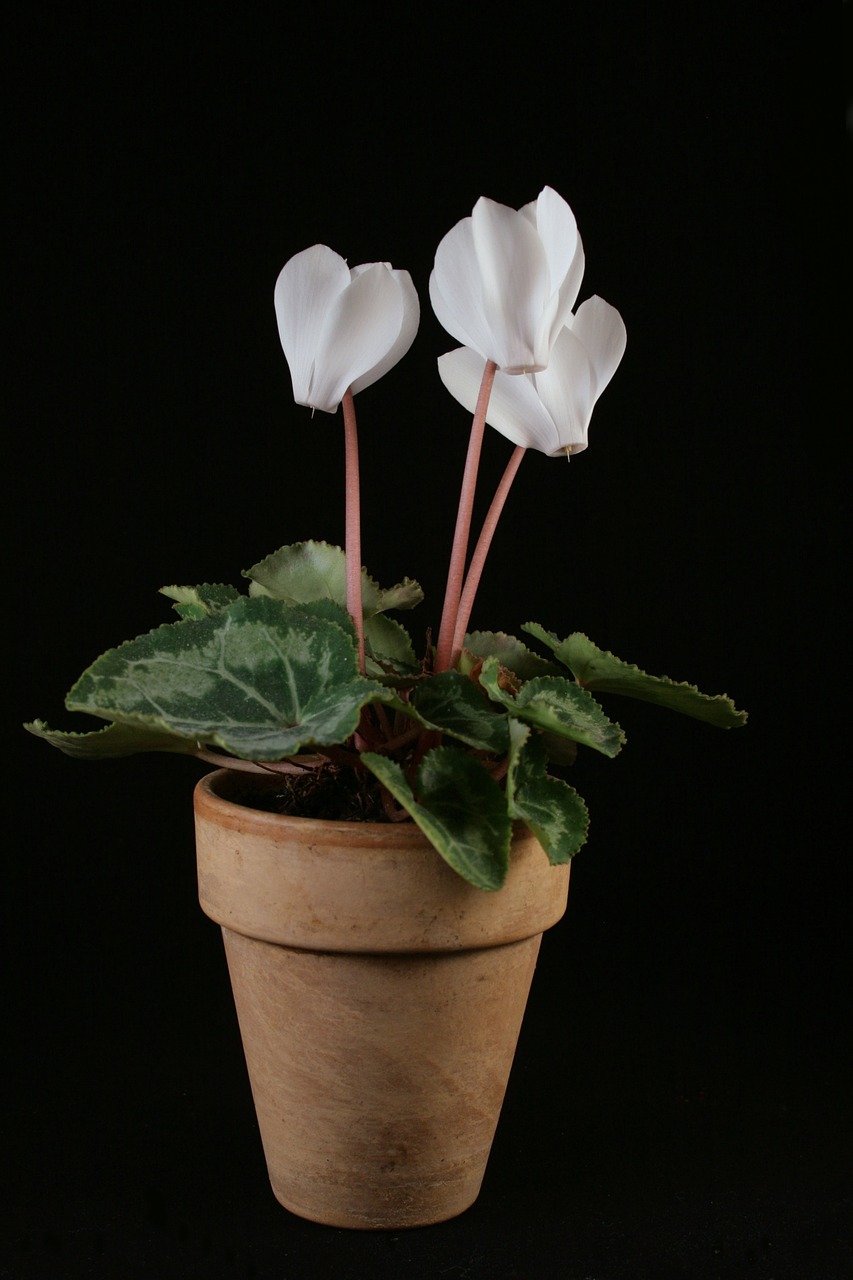 cyclamen potted plant flowers free photo