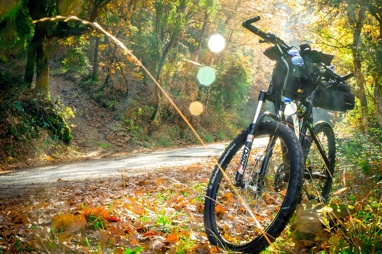 cycling trek forest free photo