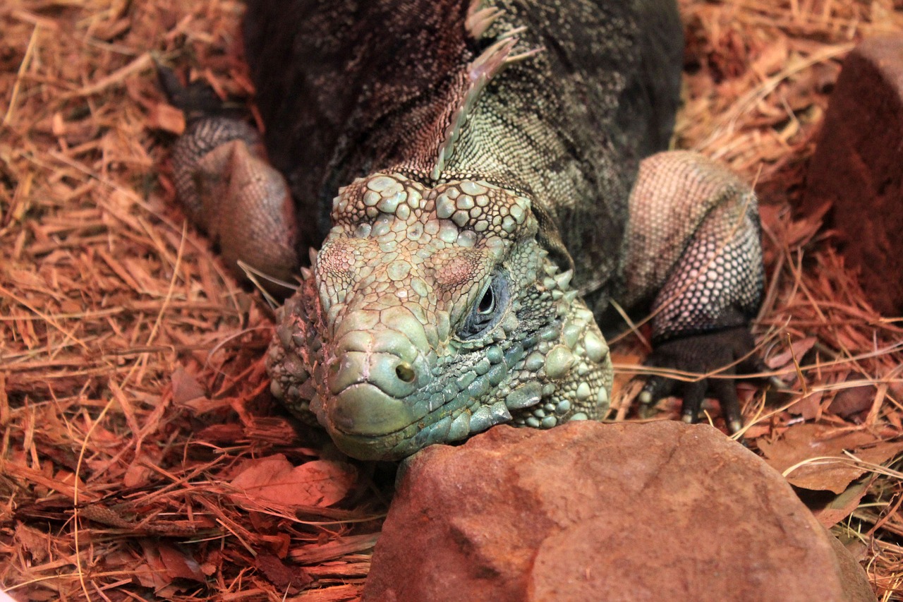 cyclura nubila iguana lizard free photo