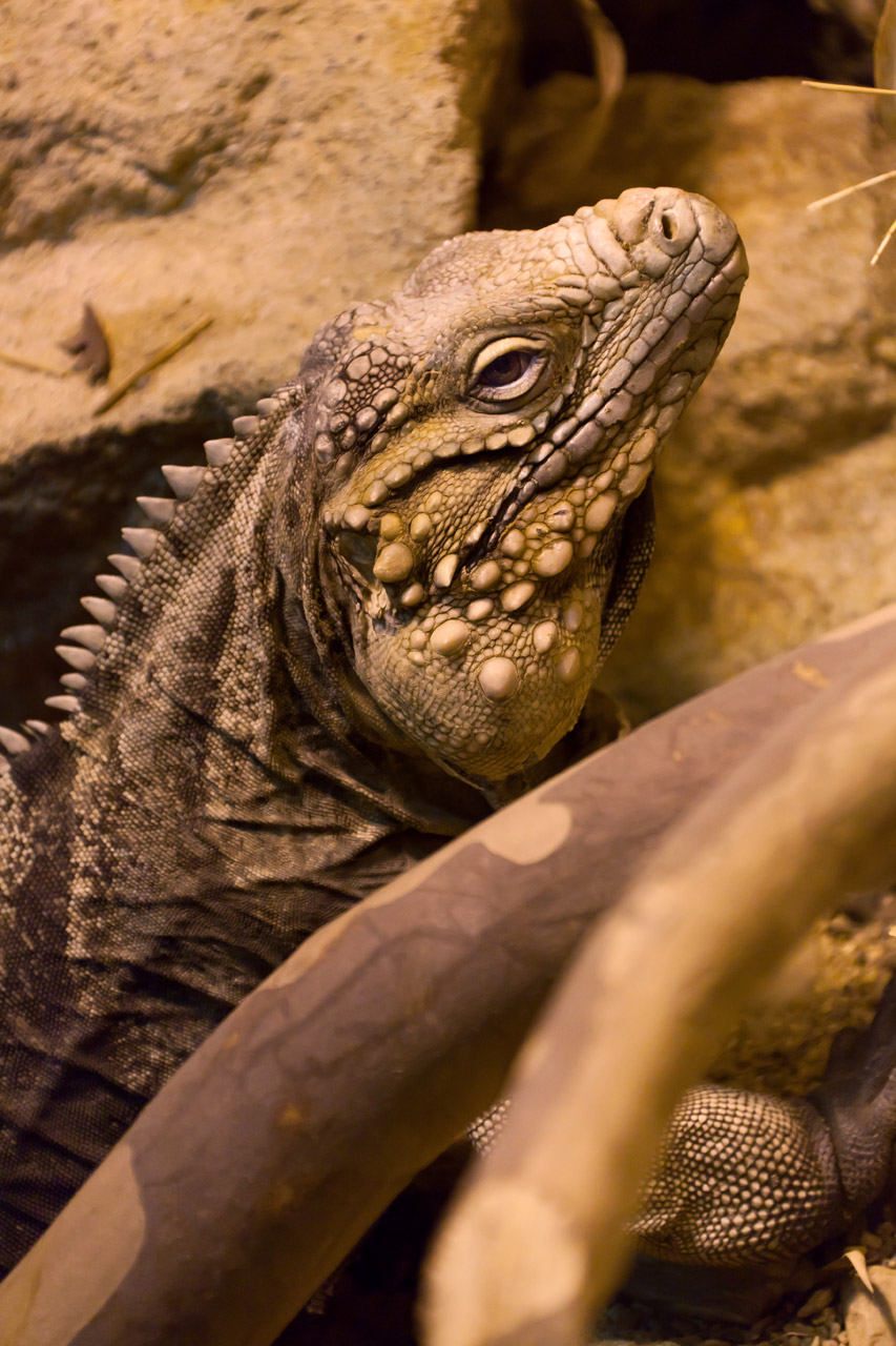 animal creature cyclura free photo