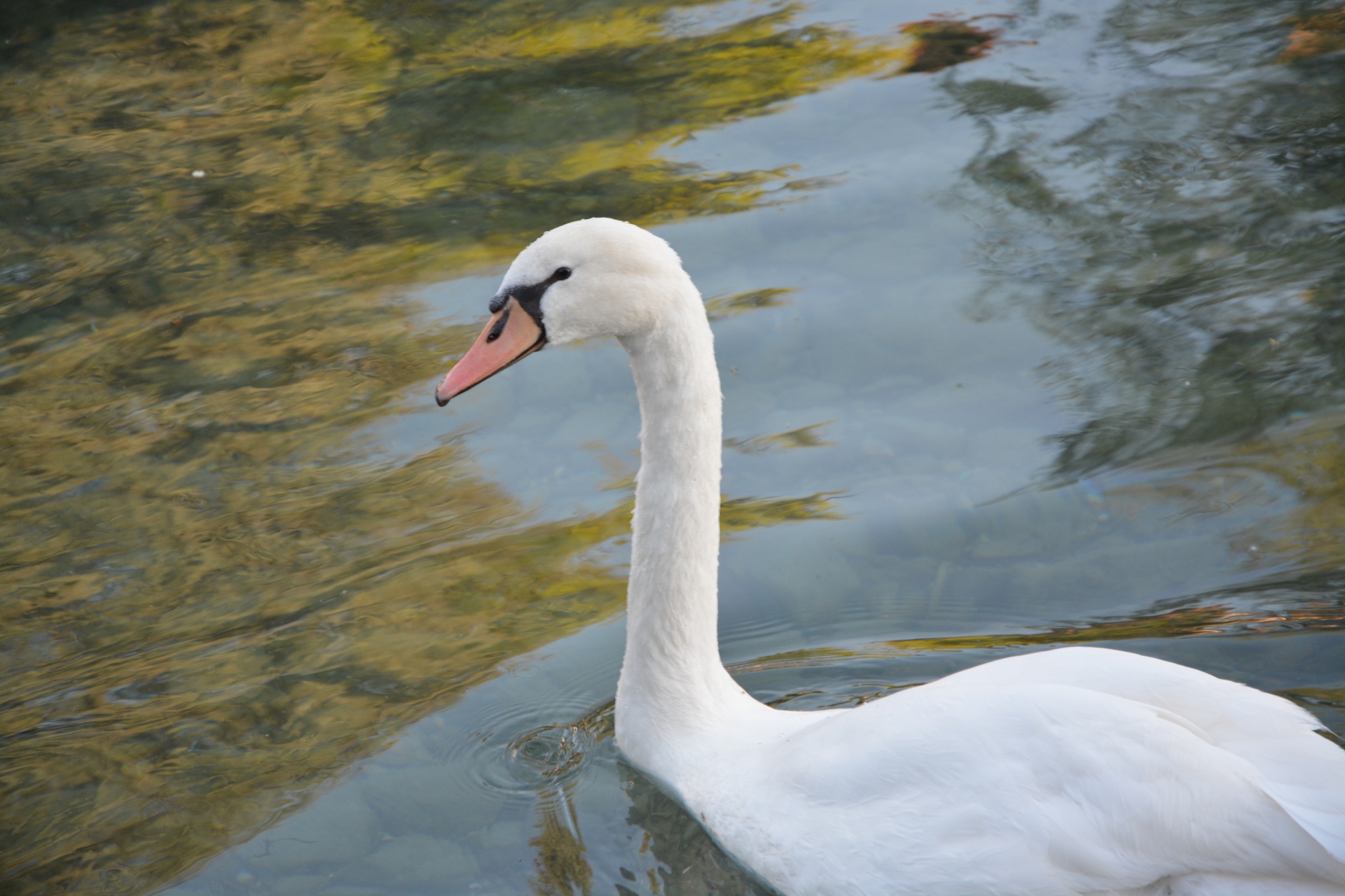 white swan majestic free photo