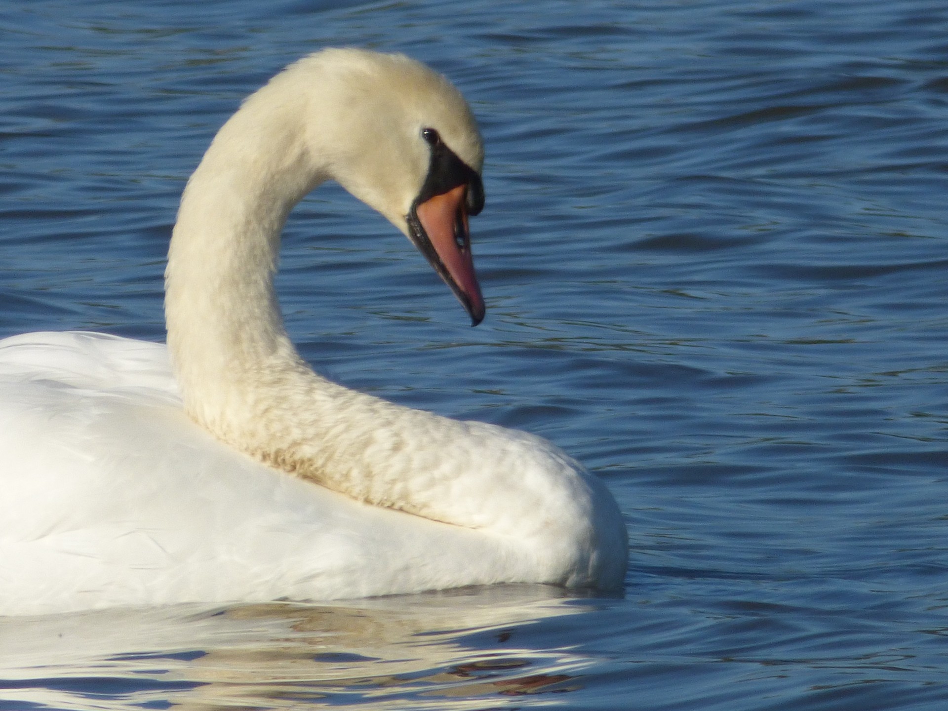 swan bird animal free photo