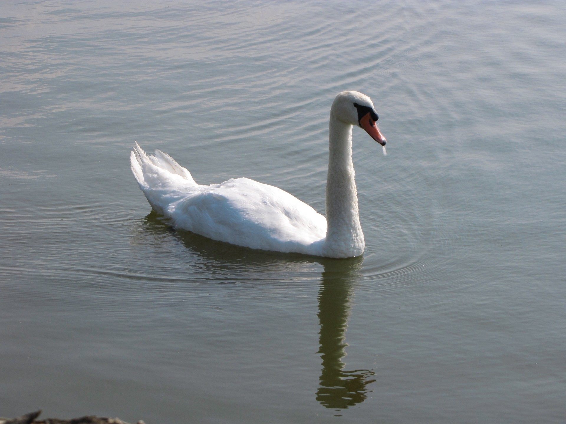 swan lake river free photo