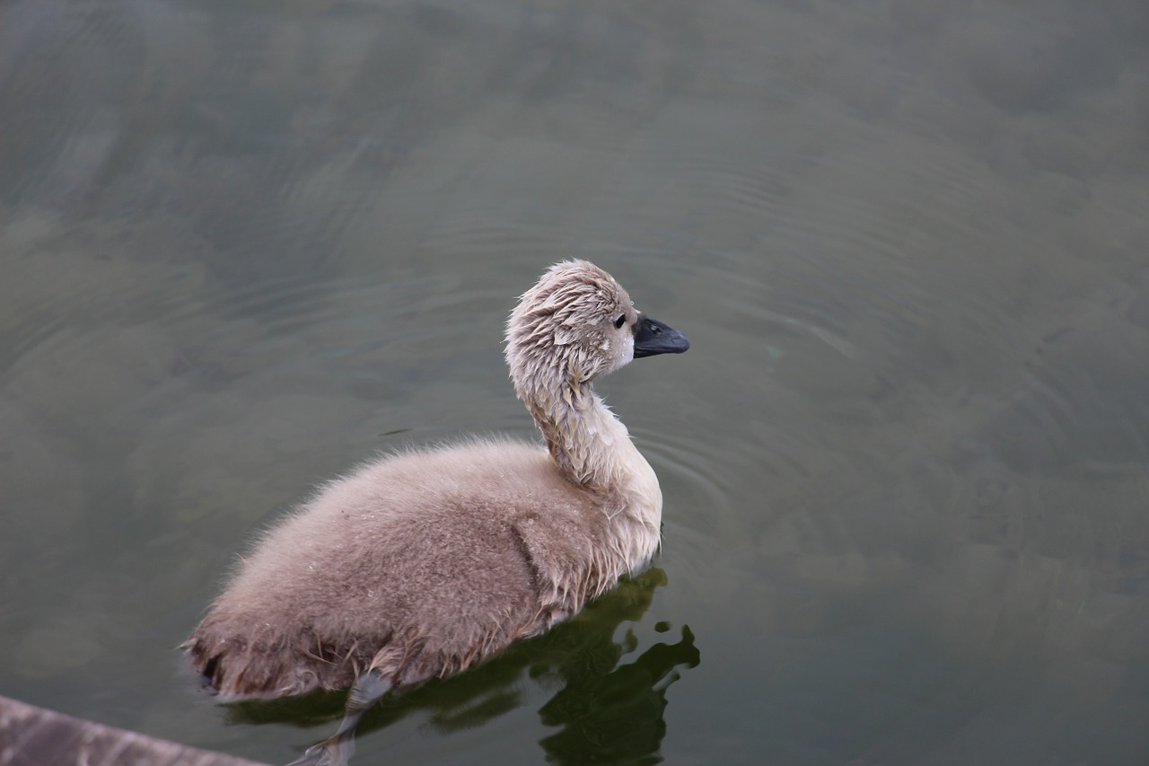 cygnet animals bird free photo