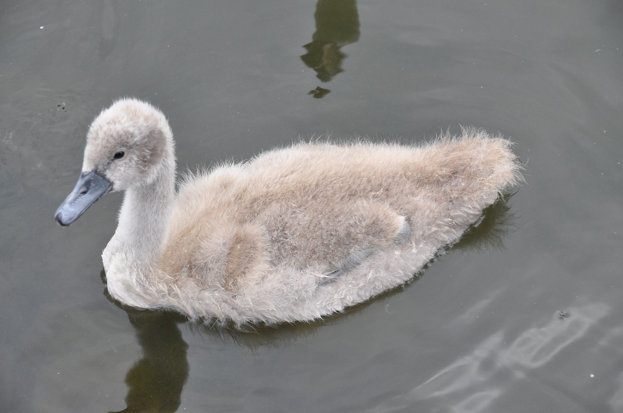 cygnet aquatic animal water free photo