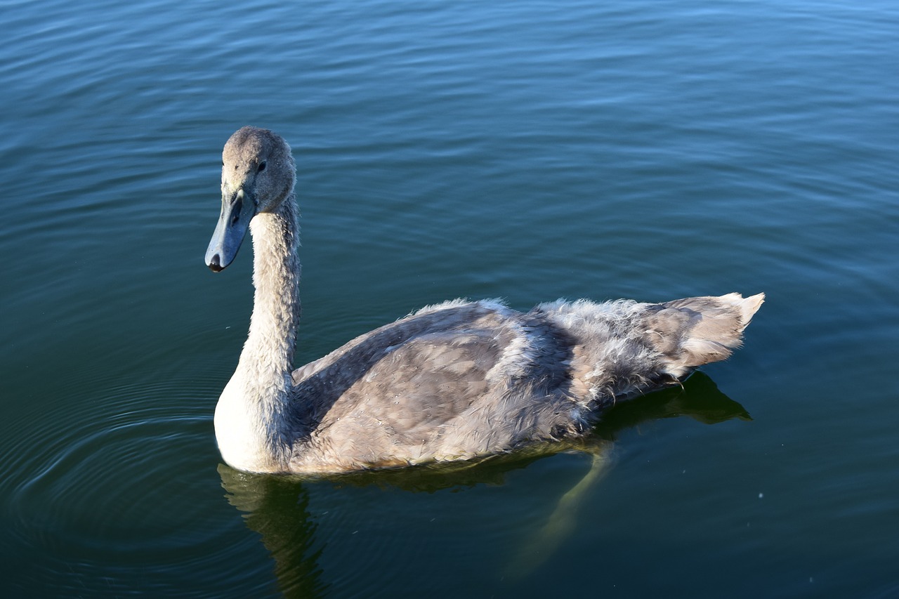 cygnet swan lake free photo