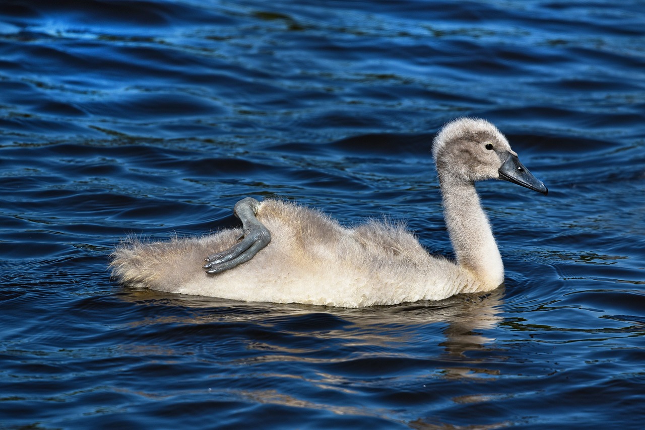 cygnet  swan  waterbird free photo