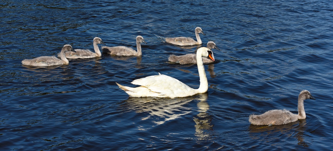 cygnet  swan  waterbird free photo