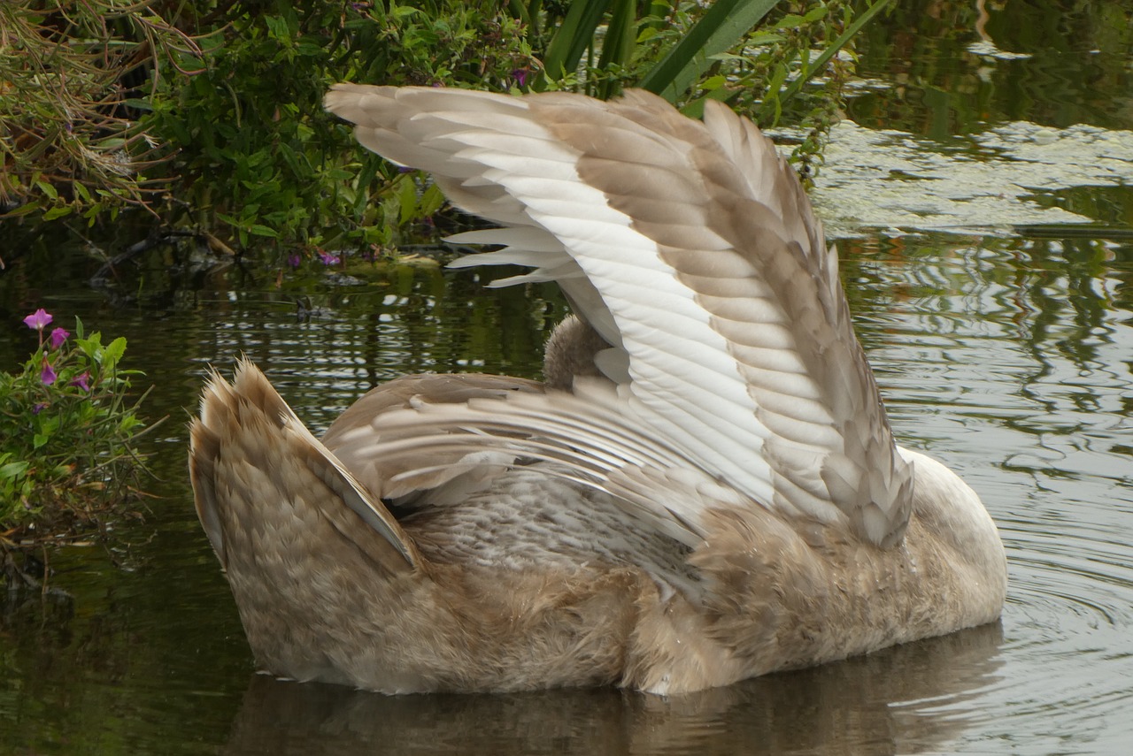 cygnet  feathers  swan free photo