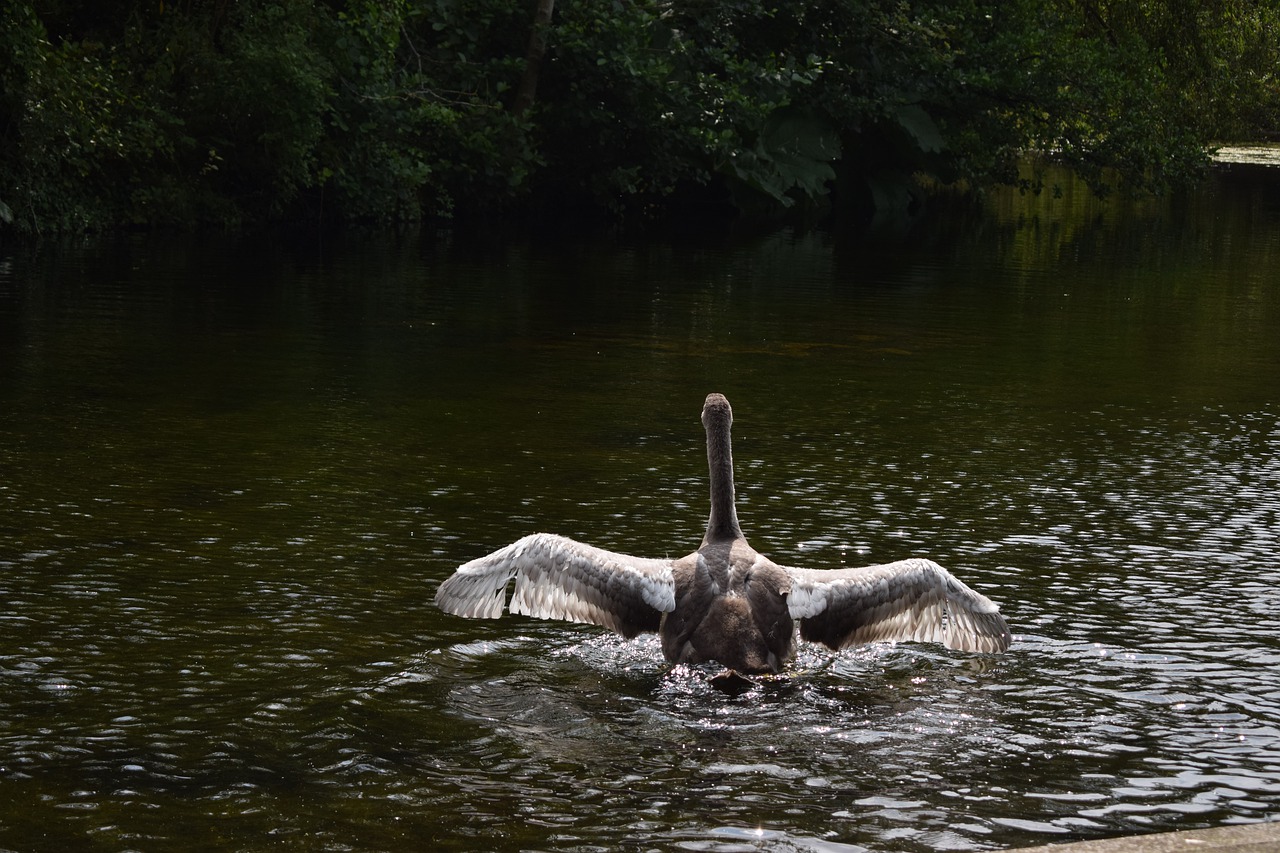 cygnet  swan  grey free photo