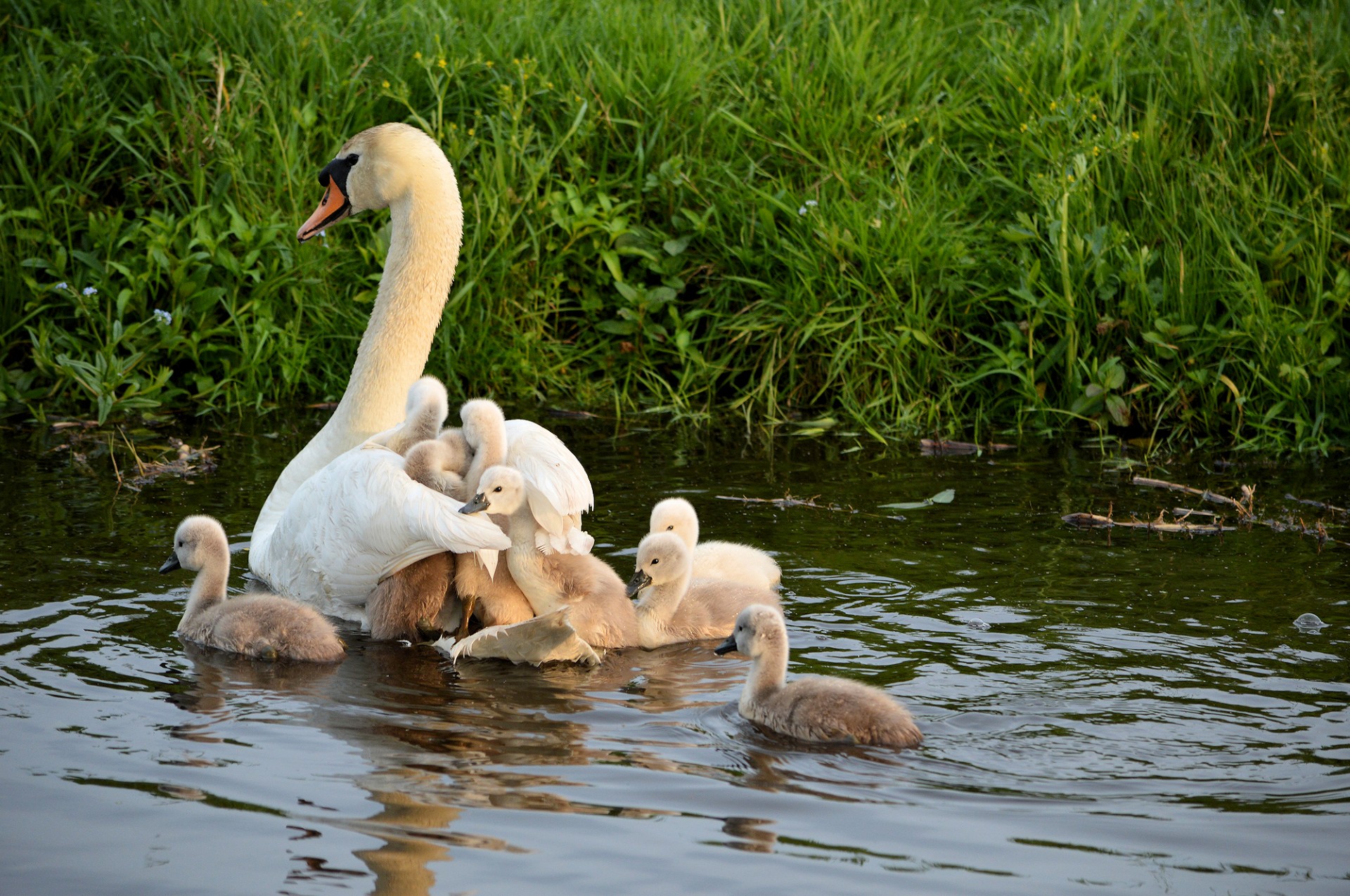 cygnet swan young free photo