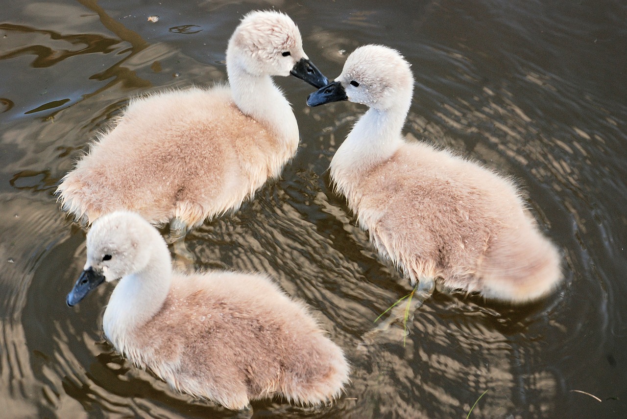 cygnets cute young free photo