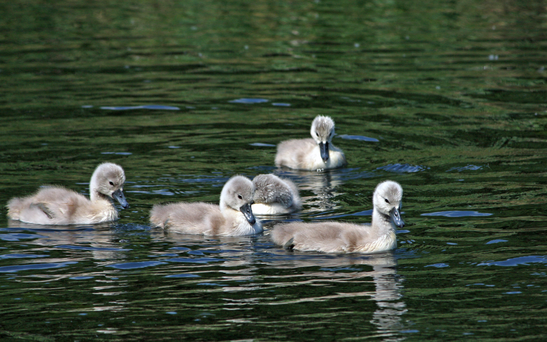 cygnet cygnets swan free photo