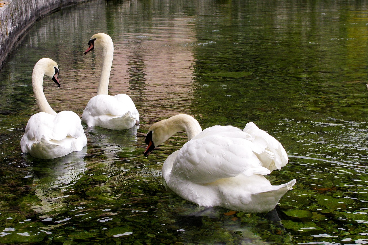 cygnus anatidi swans free photo