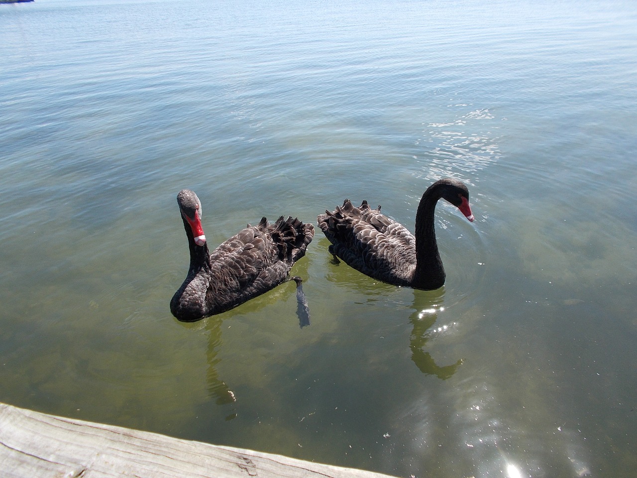 cygnus animal lake free photo