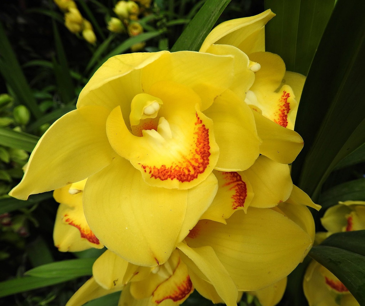 cymbidium orchid flower free photo