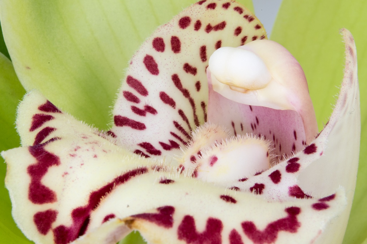 cymbidium orchid orchidaceae free photo