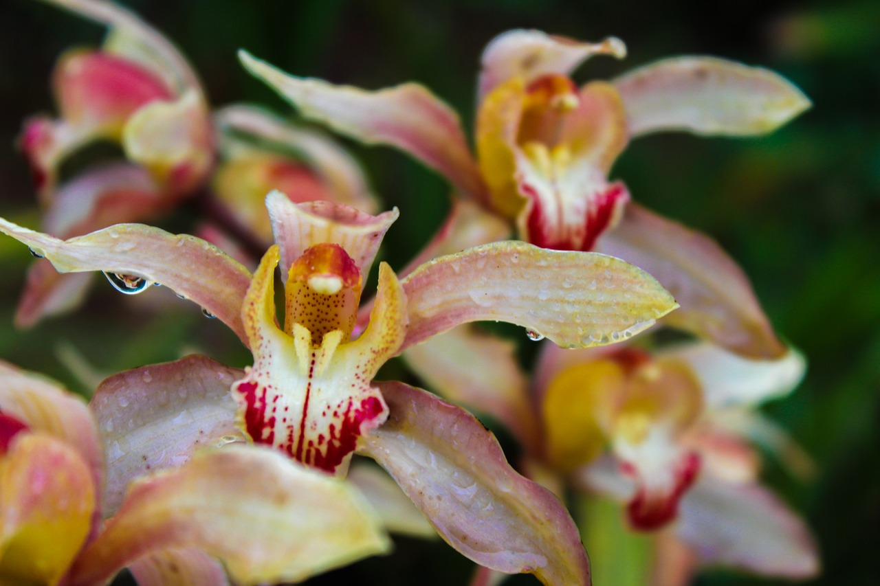 cymbidium  flower  orchid free photo