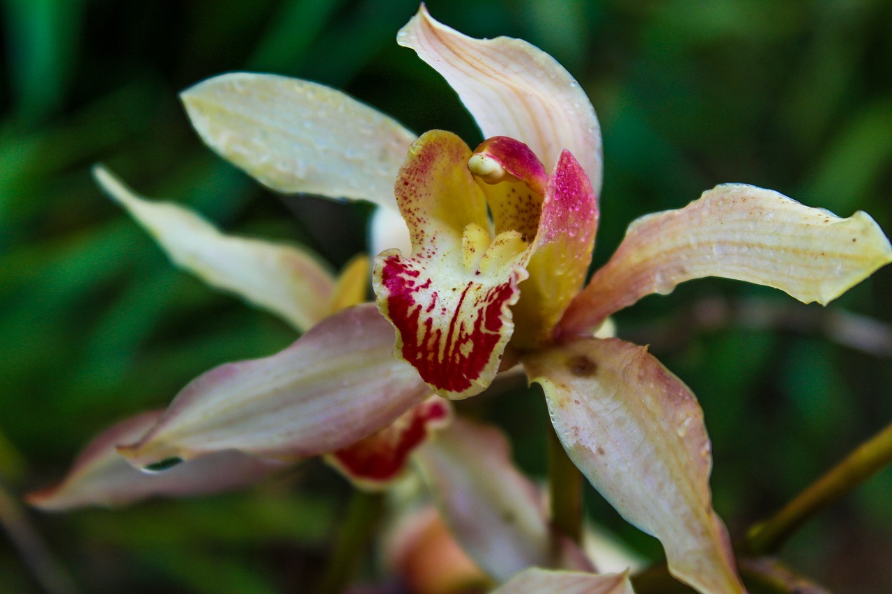cymbidium  flower  orchid free photo