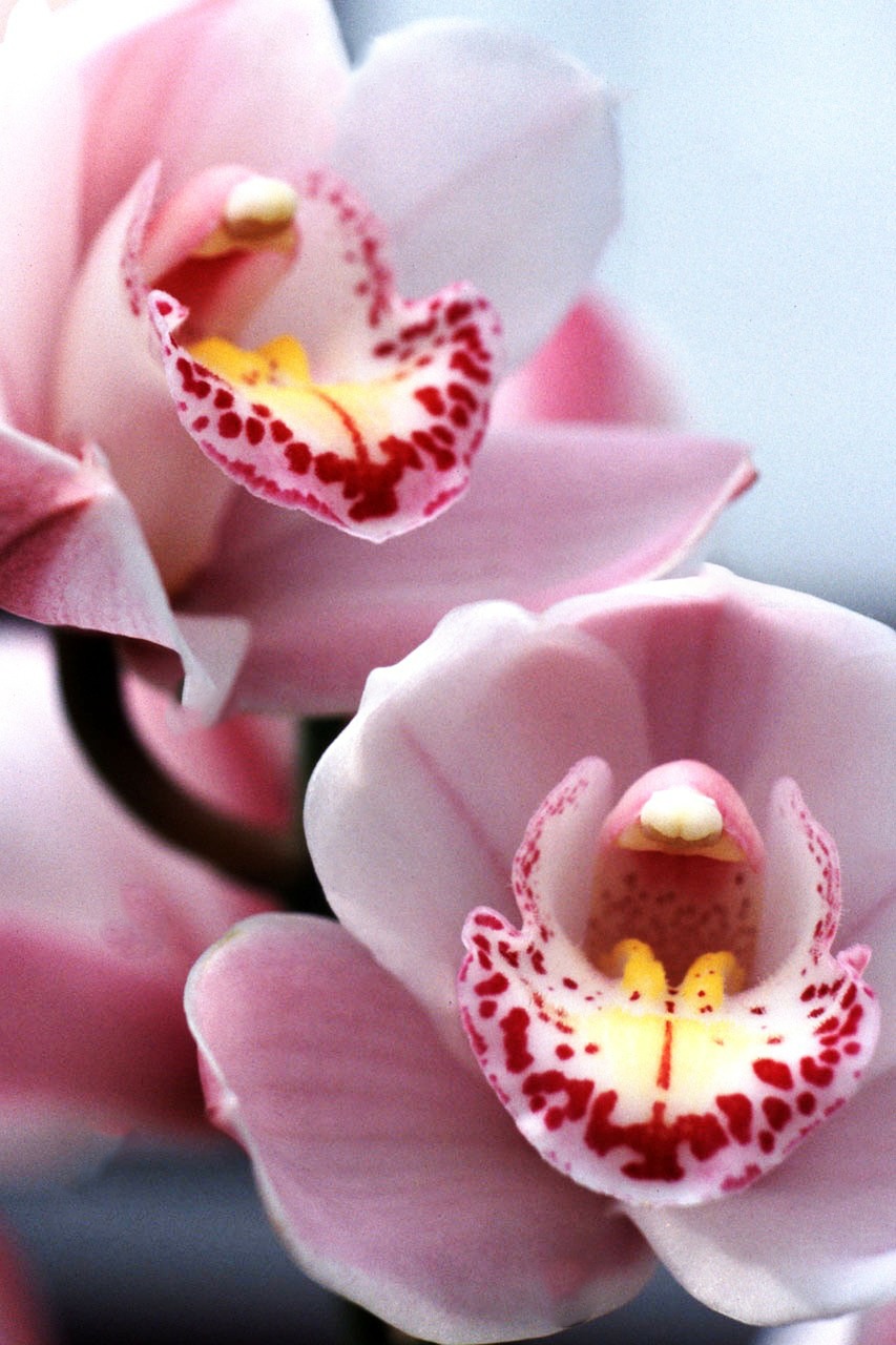 cymbidium orchid orchid pink orchid free photo