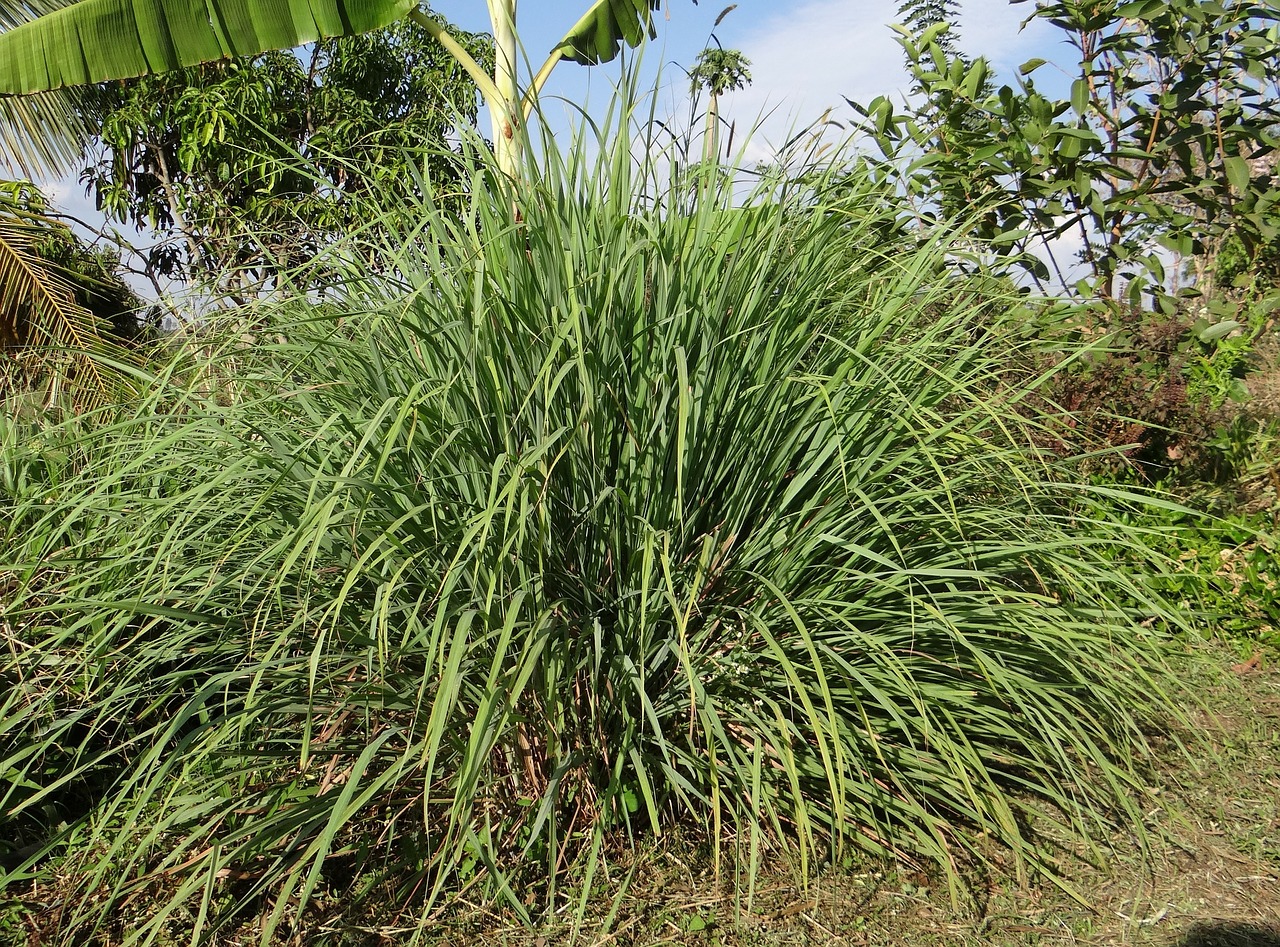 cymbopogon lemongrass grasses free photo