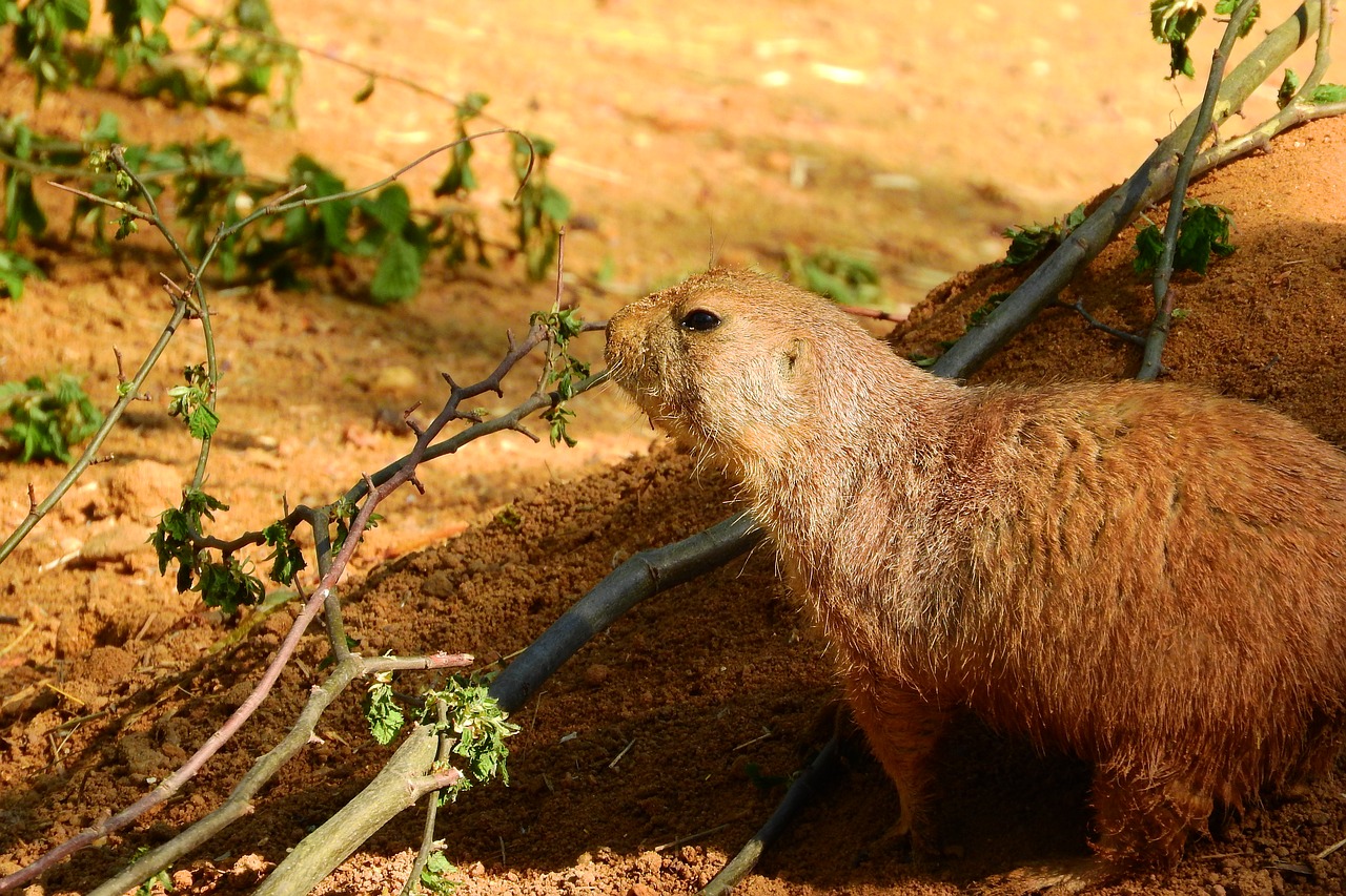 cynomys ludovicianus cynomys prairie dogs free photo