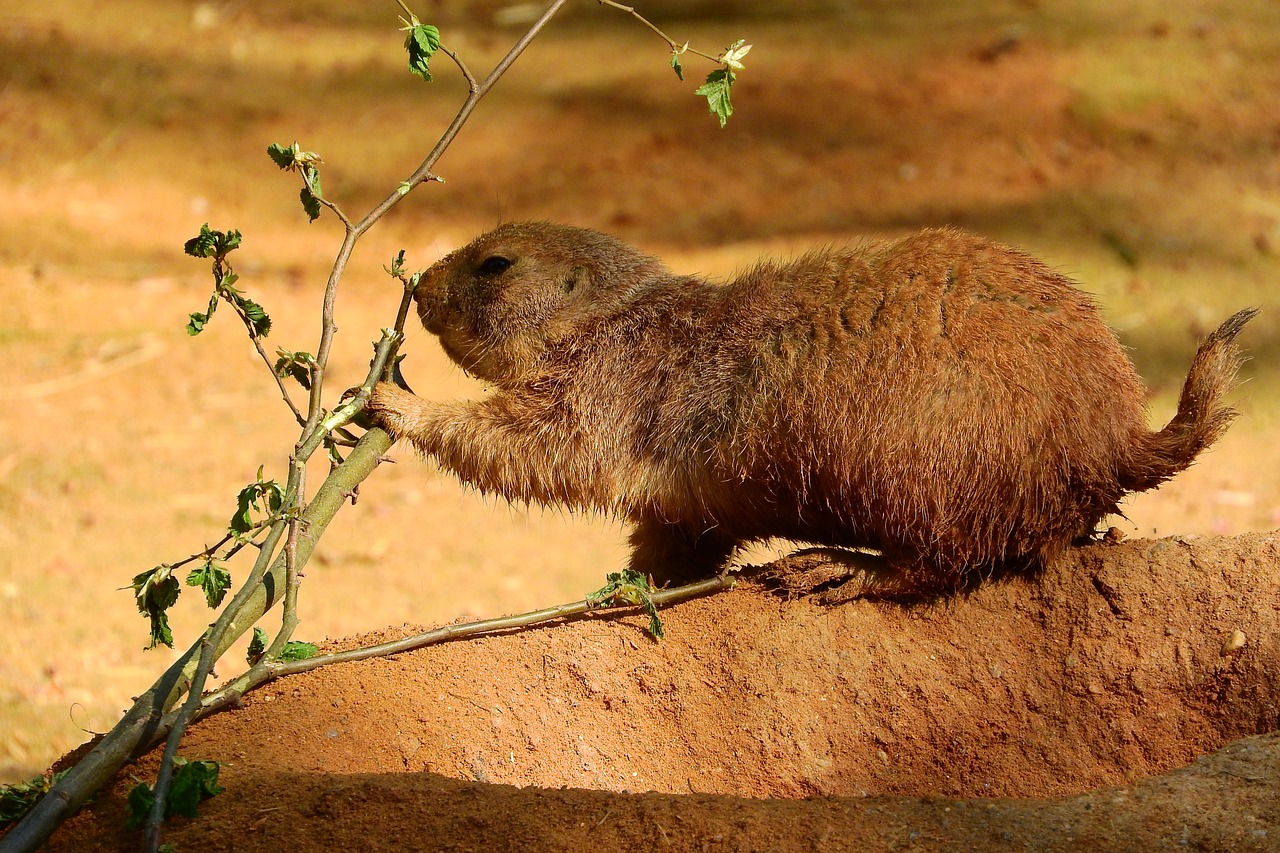 cynomys ludovicianus cynomys prairie dogs free photo