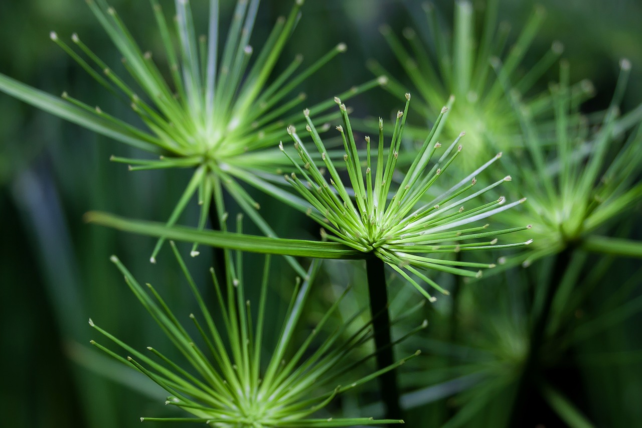 cyperus green close free photo