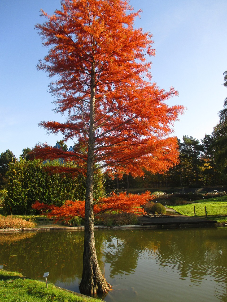 cypress autumn park free photo