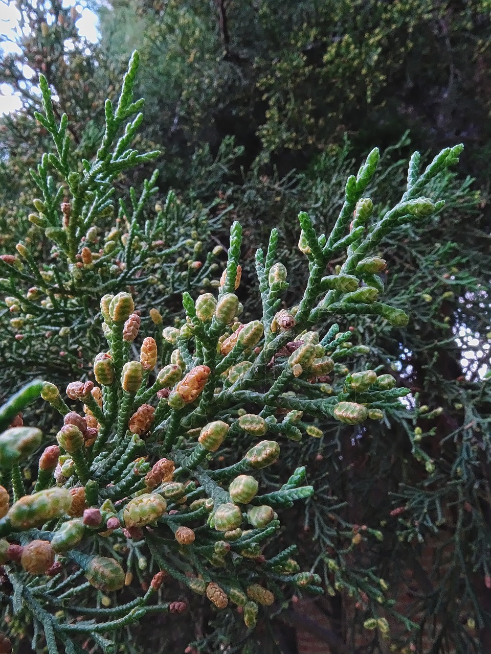 cypress tree cupressaceae free photo