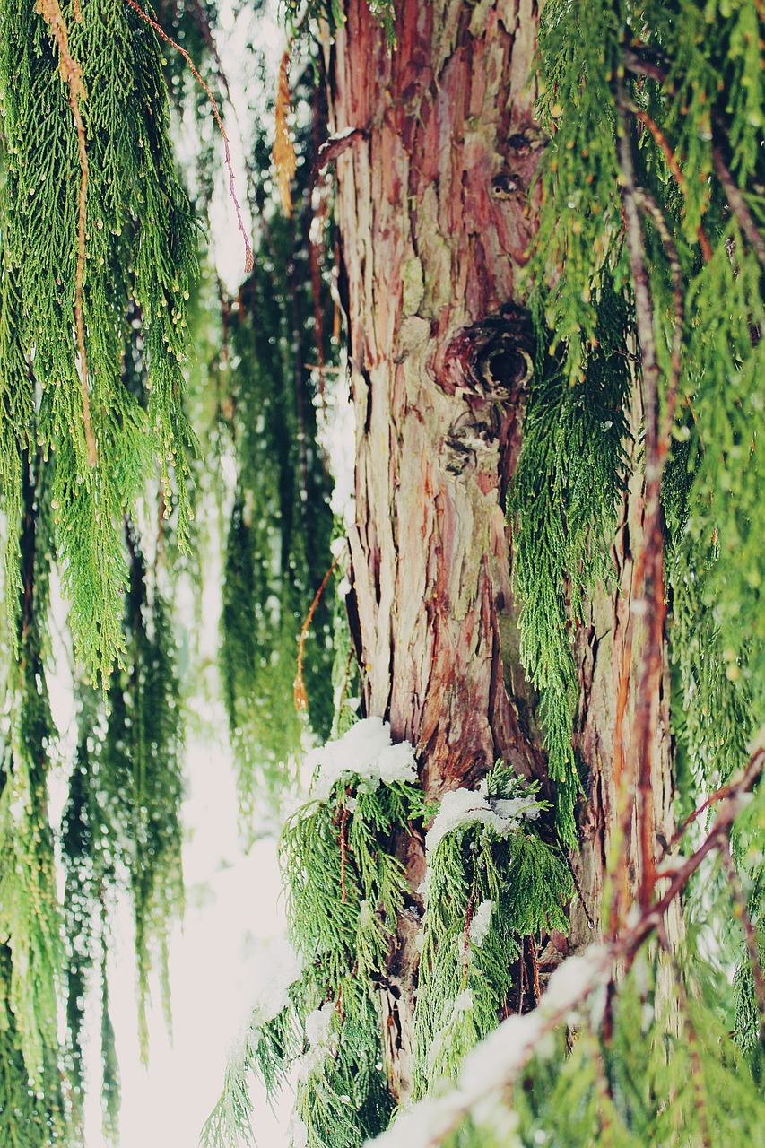 cypress tree cupressus sempervirens free photo