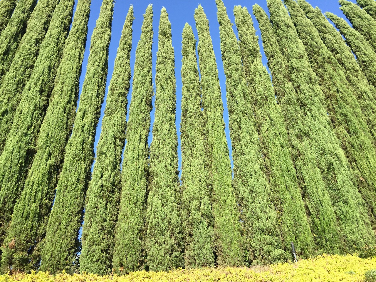 cypress green nature free photo